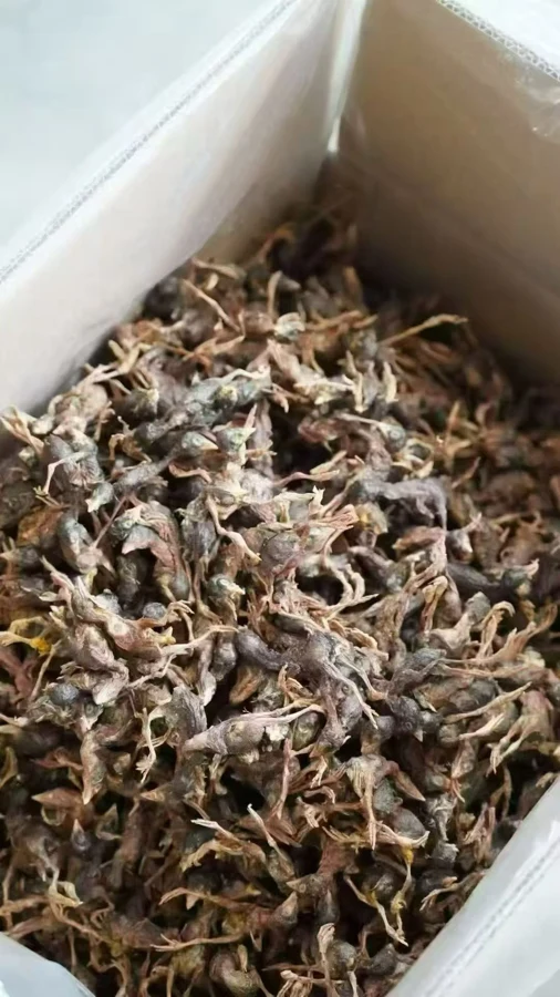 Freeze-dried Whole Plucked Quail — supplied product photo